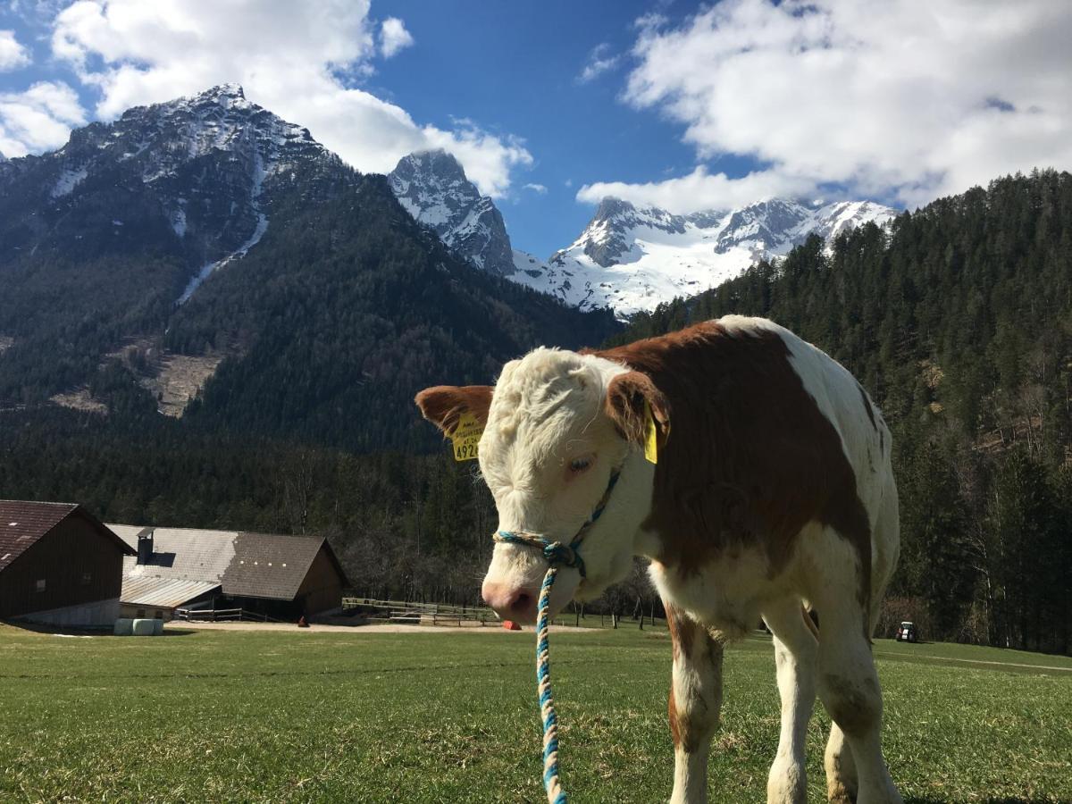Ferienhof Rinnergut Hinterstoder Dış mekan fotoğraf